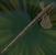 Rusty Halberd