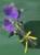 Swift Violet