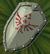 Knight's Shield