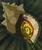 Sneaky River Snail