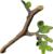 Tree Branch